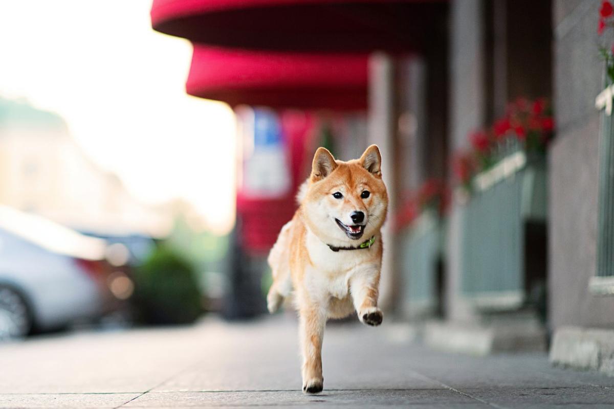 Shiba Inu is outperforming Bitcoin in 2024 and it's not even close.  But does that make it a purchase?